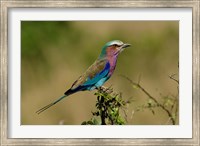 Lilacbreasted Roller bird, Kenya Fine Art Print