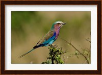 Lilacbreasted Roller bird, Kenya Fine Art Print