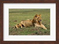 Lion cub with male lion, Maasai Mara, Kenya Fine Art Print