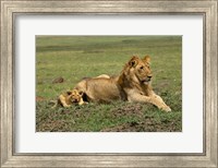 Lion cub with male lion, Maasai Mara, Kenya Fine Art Print