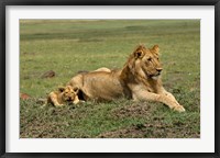 Lion cub with male lion, Maasai Mara, Kenya Fine Art Print