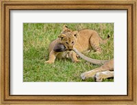 Lion cub, mothers tail, Masai Mara Game Reserve, Kenya Fine Art Print