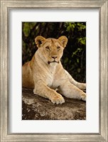 Lion, Panthera leo, Serengeti National Park, Tanzania Fine Art Print