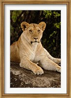 Lion, Panthera leo, Serengeti National Park, Tanzania Fine Art Print
