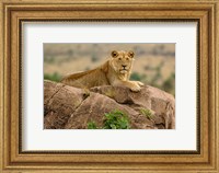 Lion, Serengeti National Park, Tanzania Fine Art Print