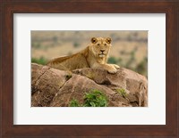 Lion, Serengeti National Park, Tanzania Fine Art Print
