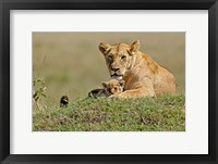 Lioness and cub, Masai Mara Game Reserve, Kenya Fine Art Print