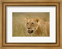 Lioness on the hunt in tall grass, Masai Mara Game Reserve, Kenya Fine Art Print