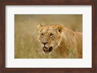 Lioness on the hunt in tall grass, Masai Mara Game Reserve, Kenya Fine Art Print