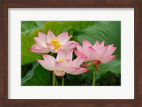 Lotus flower, Nelumbo nucifera, China Fine Art Print