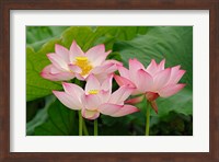 Lotus flower, Nelumbo nucifera, China Fine Art Print