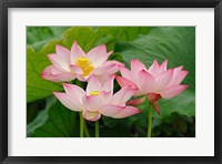 Lotus flower, Nelumbo nucifera, China Fine Art Print