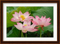 Lotus flower, Nelumbo nucifera, China Fine Art Print