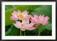 Lotus flower, Nelumbo nucifera, China Fine Art Print