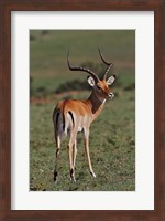 Male Impala, Antelope, Maasai Mara, Kenya Fine Art Print