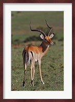 Male Impala, Antelope, Maasai Mara, Kenya Fine Art Print