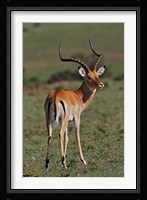 Male Impala, Antelope, Maasai Mara, Kenya Fine Art Print
