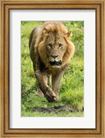 Male Lion, Lake Nakuru National Park, Kenya Fine Art Print