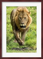Male Lion, Lake Nakuru National Park, Kenya Fine Art Print