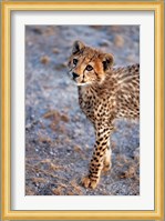 Kenya, Cheetah in Amboseli National Park Fine Art Print