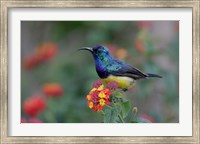 Kenya, Lake Naivasha. Variable sunbird male Fine Art Print