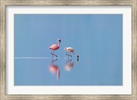 Lesser Flamingoes (Phoenicopterus minor), Lake Nakuru, Kenya Fine Art Print