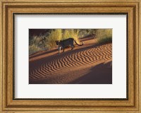 Leopard on sand dunes, Namib-Naukluft Park, Namibia Fine Art Print