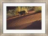 Leopard on sand dunes, Namib-Naukluft Park, Namibia Fine Art Print