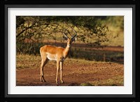 Impala, Maasai Mara Wildlife Reserve, Kenya Fine Art Print