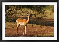 Impala, Maasai Mara Wildlife Reserve, Kenya Fine Art Print
