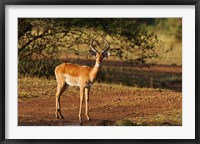 Impala, Maasai Mara Wildlife Reserve, Kenya Fine Art Print