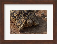 Leopard tortoise, Stigmochelys pardalis, Etosha NP, Namibia, Africa. Fine Art Print