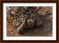 Leopard tortoise, Stigmochelys pardalis, Etosha NP, Namibia, Africa. Fine Art Print