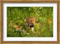 Leopard, Kruger National Park, South Africa Fine Art Print