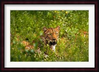 Leopard, Kruger National Park, South Africa Fine Art Print