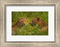 Leopards, Kruger National Park, South Africa Fine Art Print