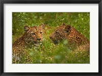 Leopards, Kruger National Park, South Africa Fine Art Print