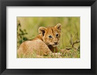 Lion cub in the bush, Maasai Mara Wildlife Reserve, Kenya Fine Art Print