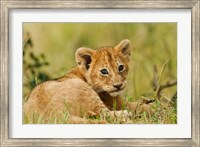 Lion cub in the bush, Maasai Mara Wildlife Reserve, Kenya Fine Art Print