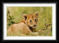 Lion cub in the bush, Maasai Mara Wildlife Reserve, Kenya Fine Art Print