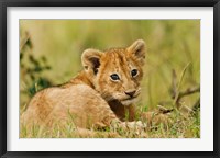 Lion cub in the bush, Maasai Mara Wildlife Reserve, Kenya Fine Art Print