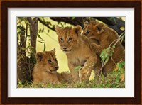 Lion cubs in the bush, Maasai Mara Wildlife Reserve, Kenya Fine Art Print