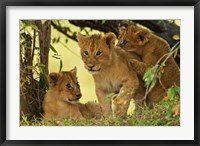 Lion cubs in the bush, Maasai Mara Wildlife Reserve, Kenya Fine Art Print