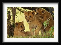 Lion cubs in the bush, Maasai Mara Wildlife Reserve, Kenya Fine Art Print