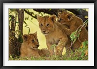 Lion cubs in the bush, Maasai Mara Wildlife Reserve, Kenya Fine Art Print