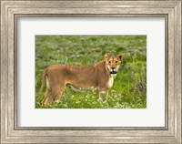 Lioness, Etosha National Park, Namibia Fine Art Print