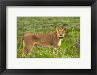 Lioness, Etosha National Park, Namibia Fine Art Print