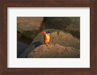 Malachite Kingfisher, Alcedo cristata, Kruger NP, South Africa Fine Art Print