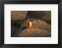 Malachite Kingfisher, Alcedo cristata, Kruger NP, South Africa Fine Art Print