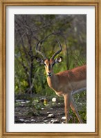 Male Black-faced impala, Etosha National Park, Namibia Fine Art Print